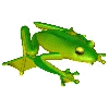 frog